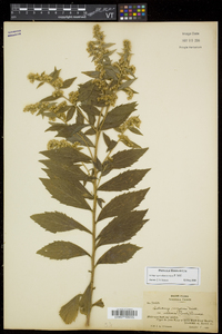 Solidago rugosa subsp. rugosa image