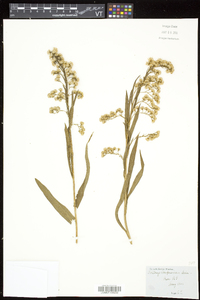 Solidago sempervirens image