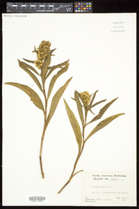 Solidago sempervirens image