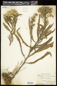 Solidago sempervirens image