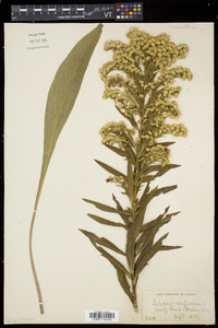 Solidago sempervirens image