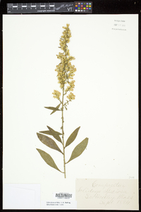 Solidago speciosa image