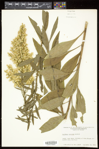 Solidago speciosa image