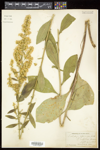 Solidago speciosa image