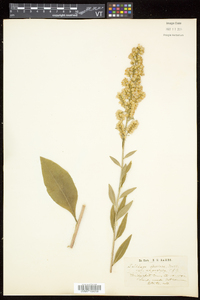 Solidago speciosa image