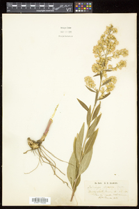 Solidago speciosa image