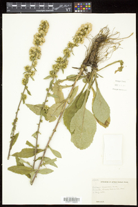 Solidago squarrosa image