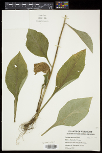 Solidago squarrosa image