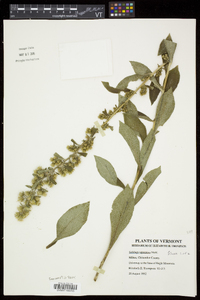 Solidago squarrosa image
