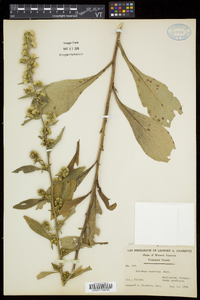 Solidago squarrosa image