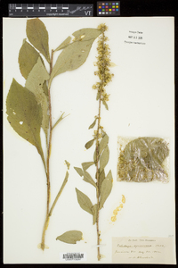 Solidago squarrosa image