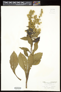 Solidago squarrosa image