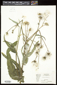 Sonchus arvensis image