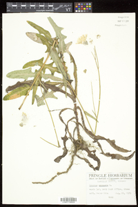 Sonchus arvensis image