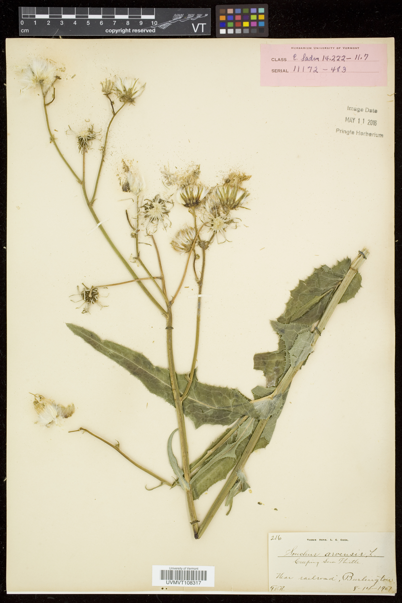 Sonchus arvensis image