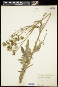 Sonchus arvensis image