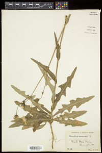 Sonchus arvensis image