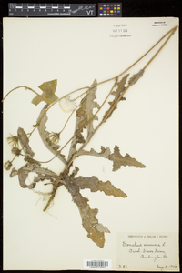 Sonchus arvensis image