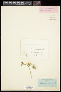 Sonchus arvensis image