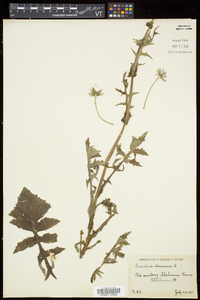 Sonchus oleraceus image