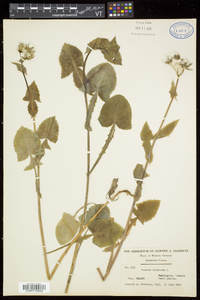 Sonchus oleraceus image