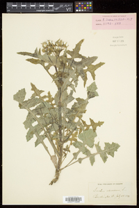 Sonchus oleraceus image