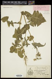 Sonchus oleraceus image