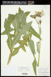 Sonchus arvensis image