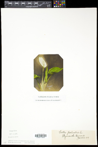 Calla palustris image