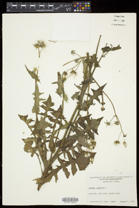 Sonchus oleraceus image