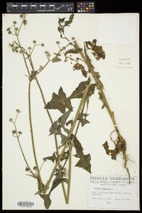 Sonchus oleraceus image