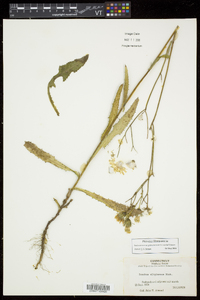 Sonchus arvensis image