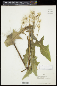 Sonchus arvensis image