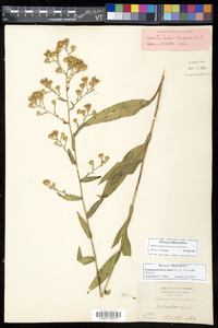 Symphyotrichum laeve var. laeve image