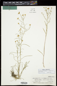 Symphyotrichum pilosum var. pringlei image