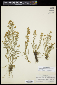 Symphyotrichum pilosum var. pringlei image