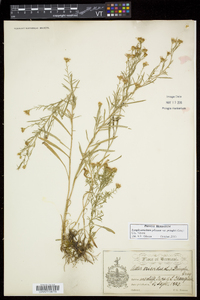 Symphyotrichum pilosum var. pringlei image