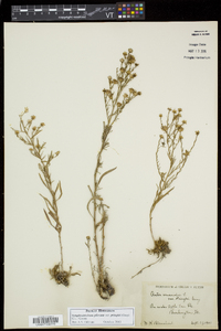 Symphyotrichum pilosum var. pringlei image