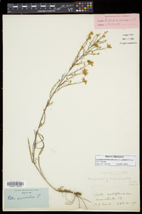 Symphyotrichum pilosum var. pringlei image