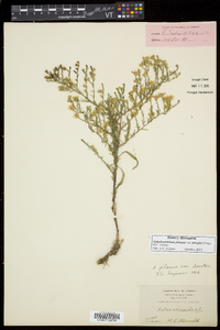 Symphyotrichum pilosum var. pringlei image