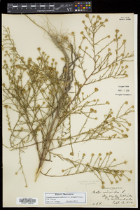 Symphyotrichum pilosum var. pringlei image