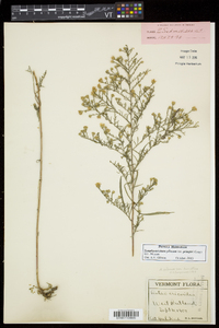 Symphyotrichum pilosum var. pringlei image