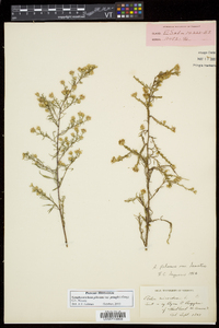 Symphyotrichum pilosum var. pringlei image