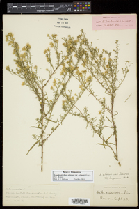 Symphyotrichum pilosum var. pringlei image