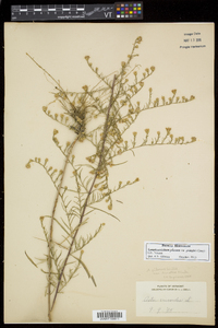 Symphyotrichum pilosum var. pringlei image