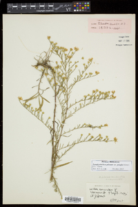 Symphyotrichum pilosum var. pringlei image