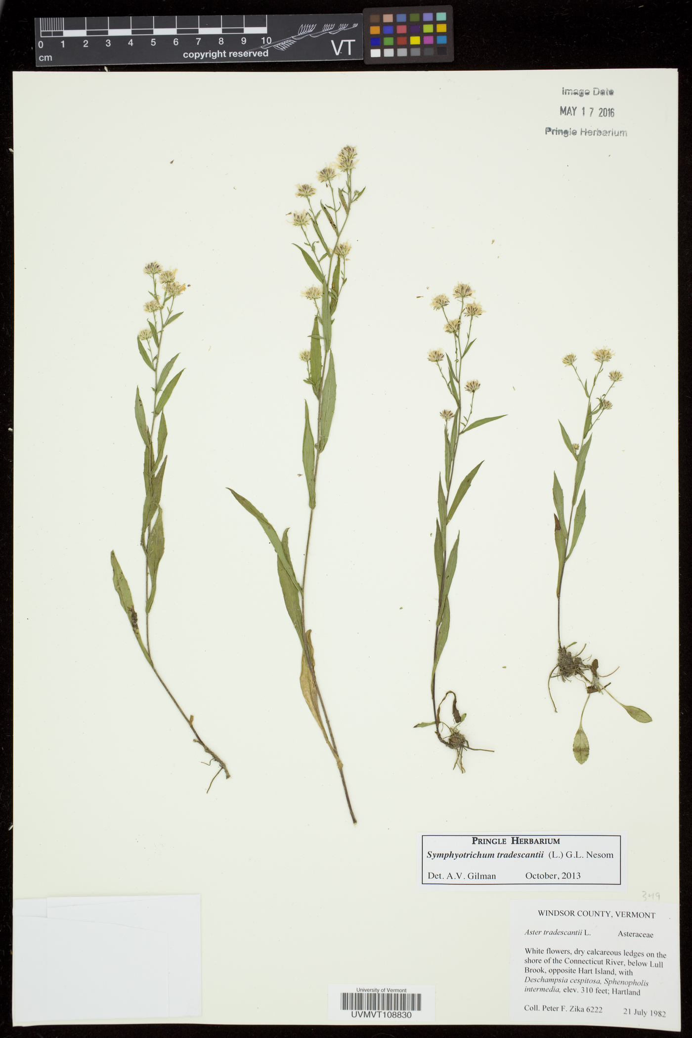 Symphyotrichum tradescantii image