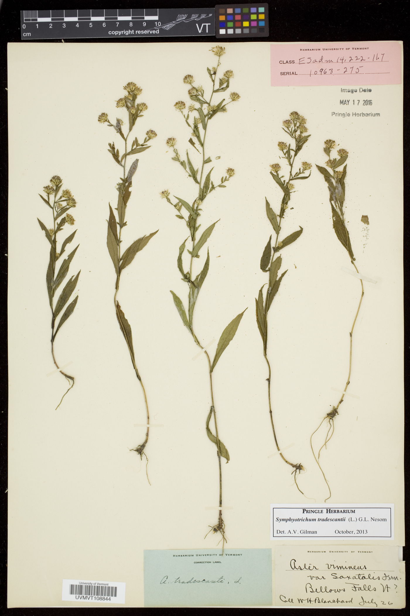 Symphyotrichum tradescantii image