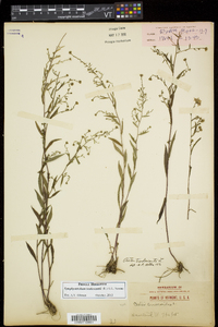 Symphyotrichum tradescantii image