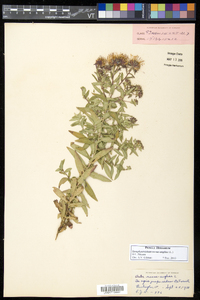 Symphyotrichum novae-angliae image